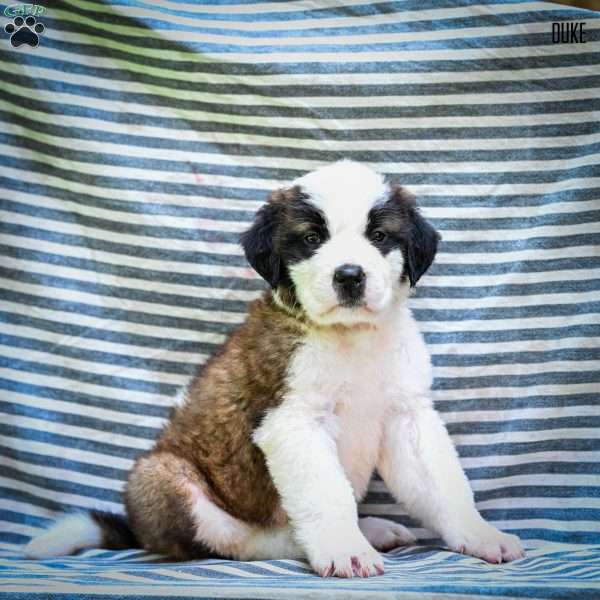 Duke, Saint Bernard Puppy