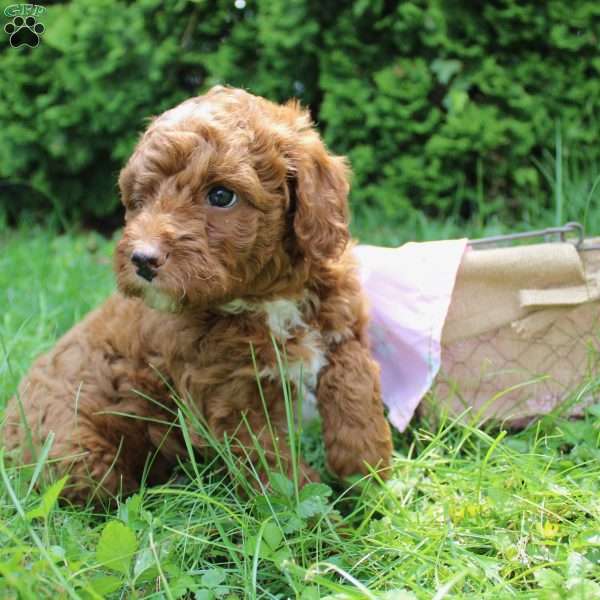 Brandi, Mini Labradoodle Puppy