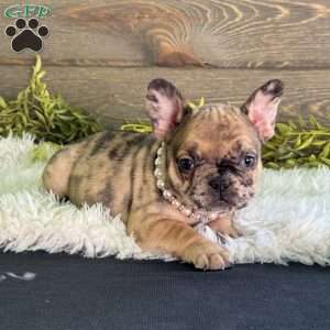 Bella, Frenchton Puppy