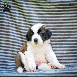 Dozer, Saint Bernard Puppy