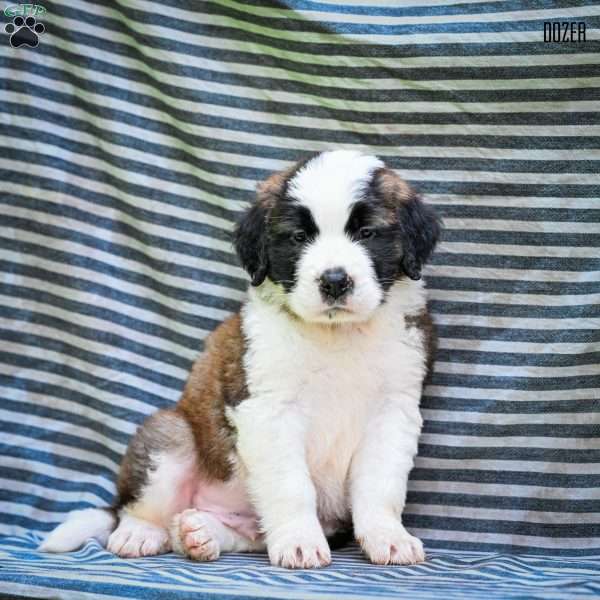 Dozer, Saint Bernard Puppy
