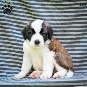 Dozer, Saint Bernard Puppy