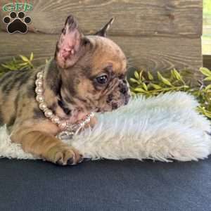 Bella, Frenchton Puppy
