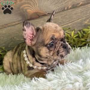 Bella, Frenchton Puppy