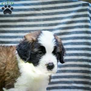 Dozer, Saint Bernard Puppy