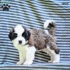 Dakota, Saint Bernard Puppy