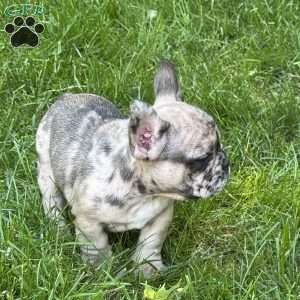 Tommy, Frenchton Puppy