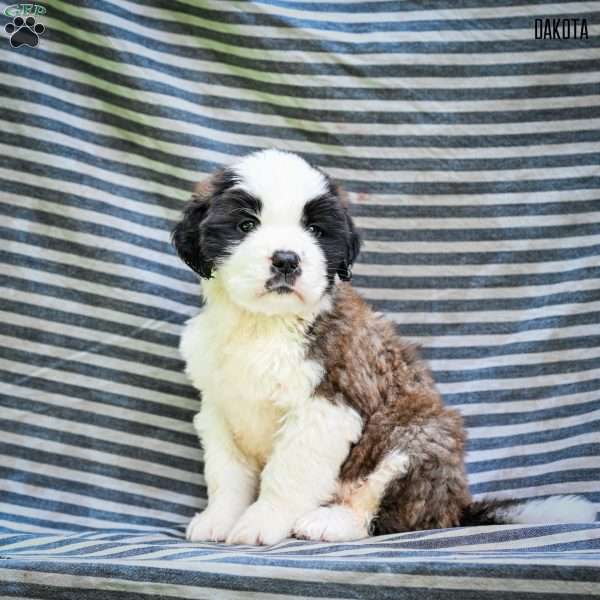 Dakota, Saint Bernard Puppy