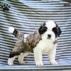 Dakota, Saint Bernard Puppy