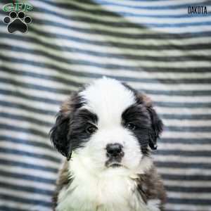 Dakota, Saint Bernard Puppy