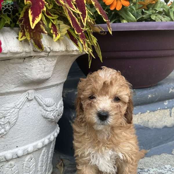 Chloe, Cockapoo Puppy