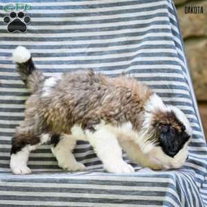 Dakota, Saint Bernard Puppy
