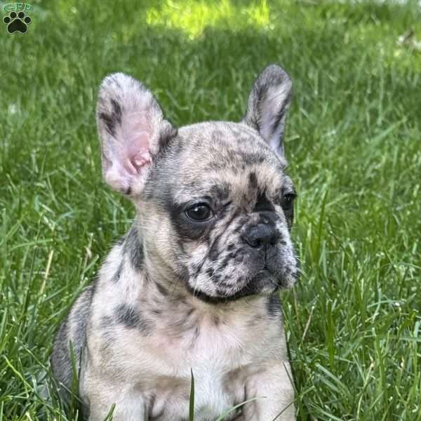 Tommy, Frenchton Puppy