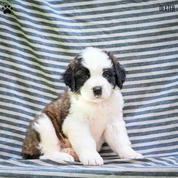 Dexter, Saint Bernard Puppy