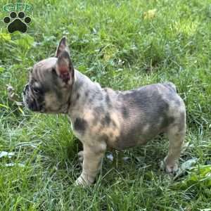 Tommy, Frenchton Puppy