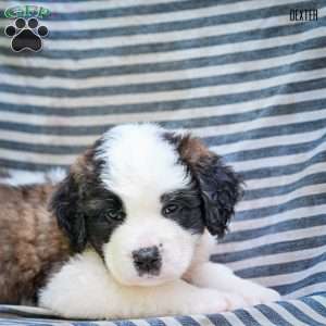 Dexter, Saint Bernard Puppy