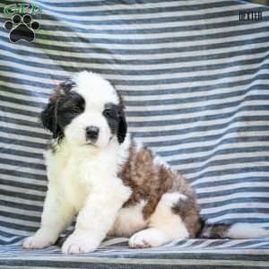 Dexter, Saint Bernard Puppy