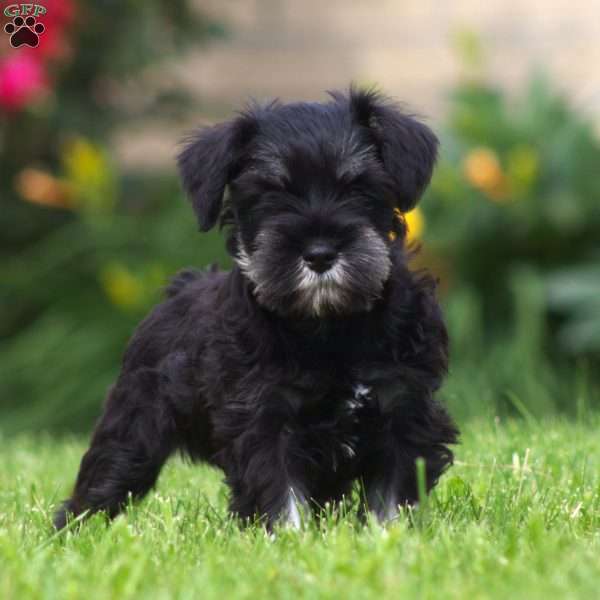 Dusty, Miniature Schnauzer Puppy