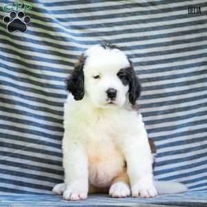 Delia, Saint Bernard Puppy