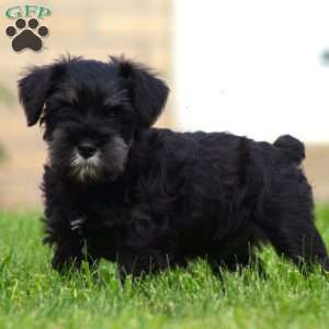 Dusty, Miniature Schnauzer Puppy