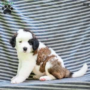 Delia, Saint Bernard Puppy