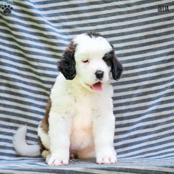 Delia, Saint Bernard Puppy