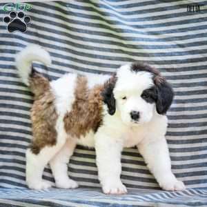 Delia, Saint Bernard Puppy