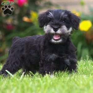 Bella, Miniature Schnauzer Puppy