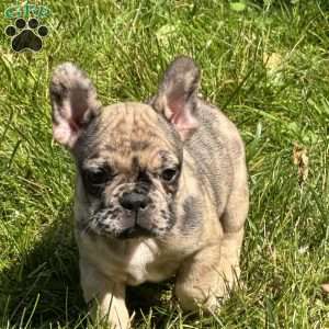 Tommy, Frenchton Puppy