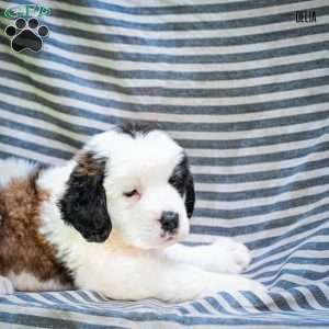 Delia, Saint Bernard Puppy