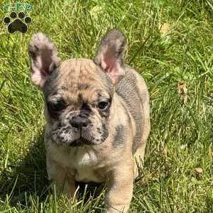 Tommy, Frenchton Puppy