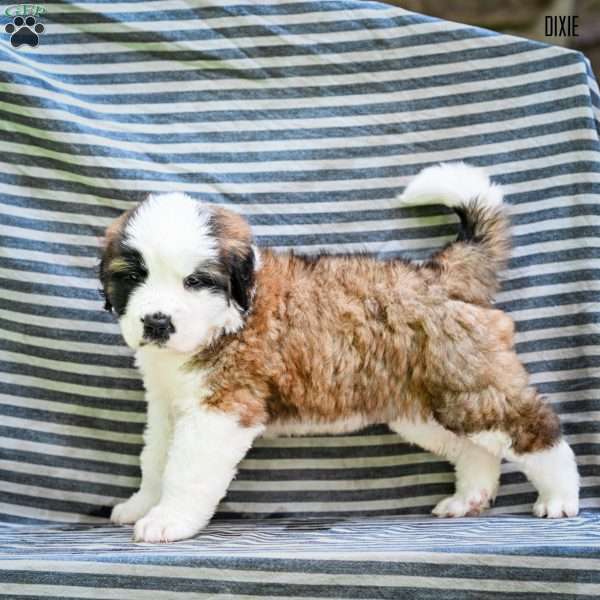 Dixie, Saint Bernard Puppy