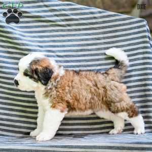 Dixie, Saint Bernard Puppy