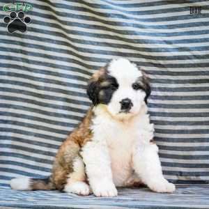 Dixie, Saint Bernard Puppy