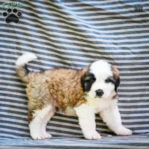 Dixie, Saint Bernard Puppy