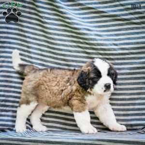 Dolly, Saint Bernard Puppy