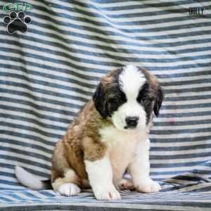 Dolly, Saint Bernard Puppy