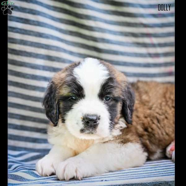 Dolly, Saint Bernard Puppy