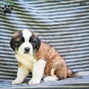 Dolly, Saint Bernard Puppy