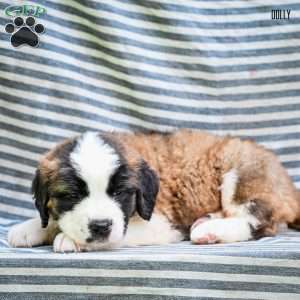 Dolly, Saint Bernard Puppy