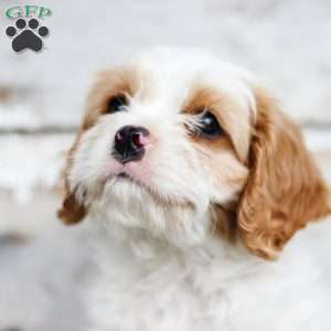 Zig, Cavapoo Puppy