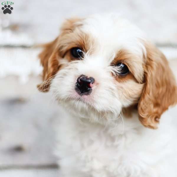 Zig, Cavapoo Puppy
