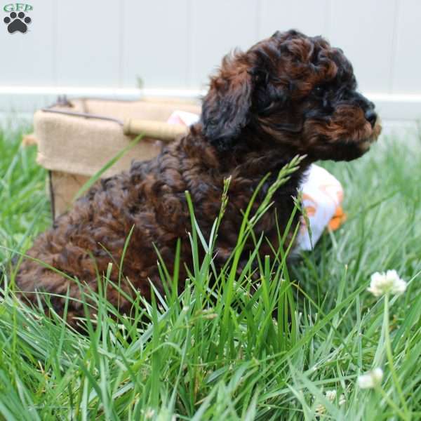 Baxter, Mini Labradoodle Puppy