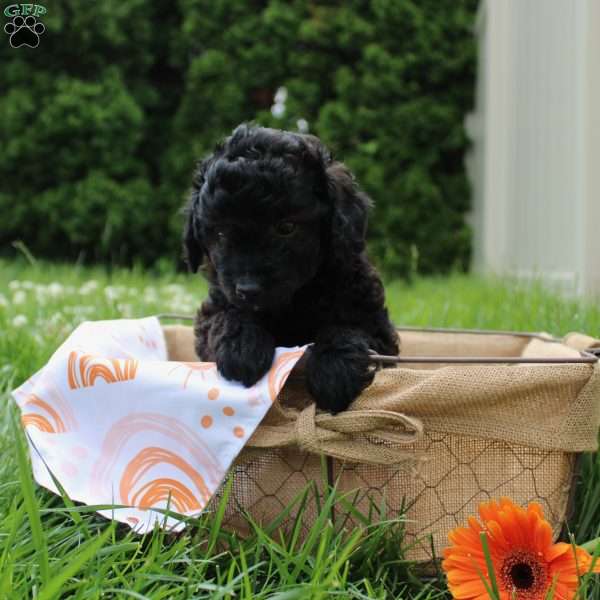 Buster, Mini Labradoodle Puppy