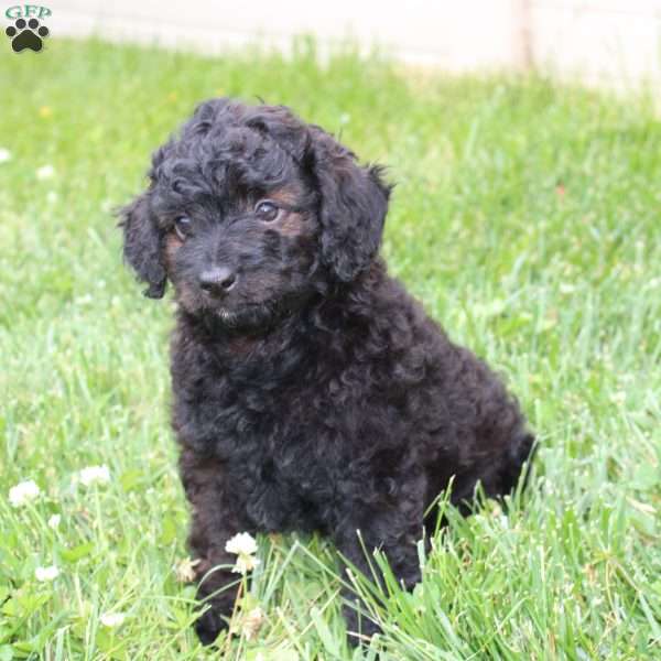 Buster, Mini Labradoodle Puppy