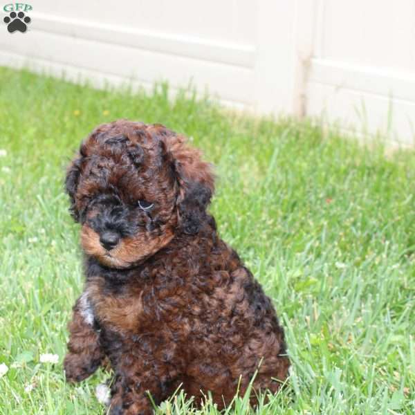 Baxter, Mini Labradoodle Puppy