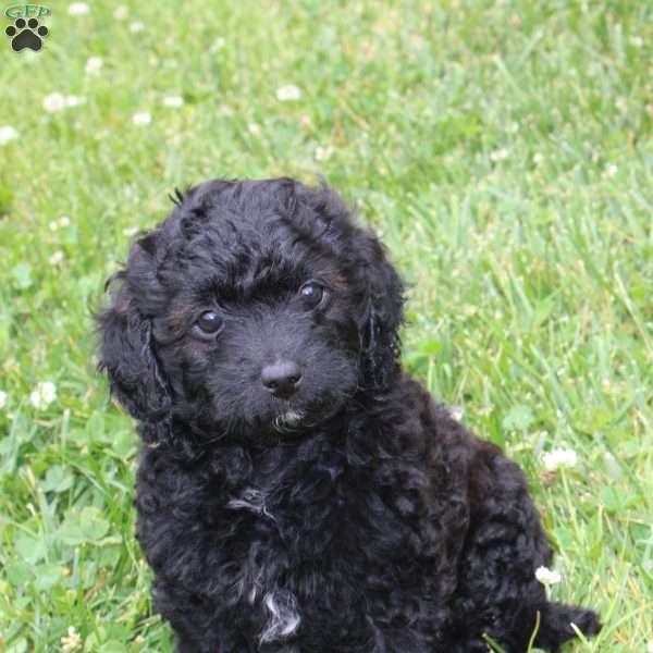 Bella, Mini Labradoodle Puppy