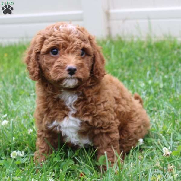 Brandi, Mini Labradoodle Puppy
