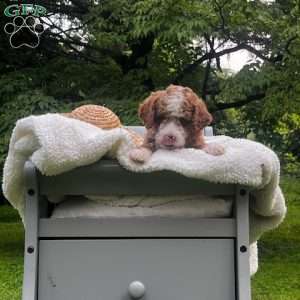 Smores, Mini Goldendoodle Puppy