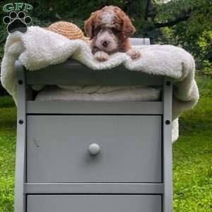 Smores, Mini Goldendoodle Puppy
